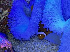 -上海海洋水族馆