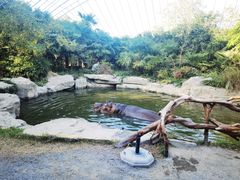 -上海野生动物园
