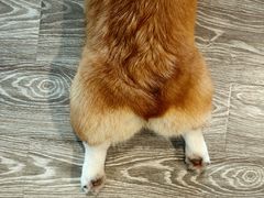 -柴迷FANS CLUB·柴犬狗咖·猫咖
