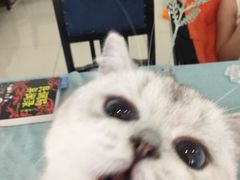 -鼓捣猫呢主题猫咖店