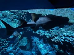 -香港海洋公园