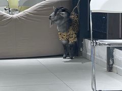 -怪兽屋·羊驼·猫咖·狗咖(俊华广场店)