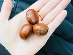 -鑫鑫栗王(吉祥商城店)