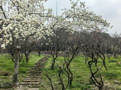 -无锡梅园公园