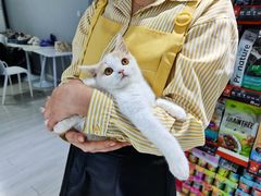 -喵的天空名猫咖啡馆·撸猫·猫舍·用品