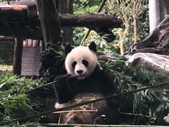 -都江堰中华大熊猫苑