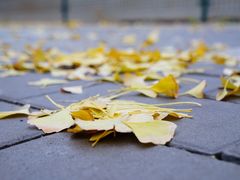 -三里屯东五街银杏大道