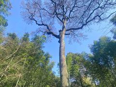 -西湖风景区十里琅珰-五云山