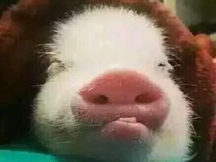 -风致肯麦基(忠信店)