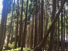 -玉苍山国家森林公园