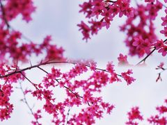 -合肥滨湖国家森林公园