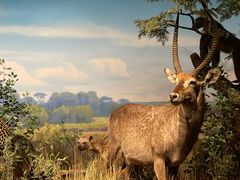 -陕西自然博物馆