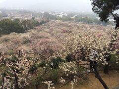 iphone_upload_pic-香雪海