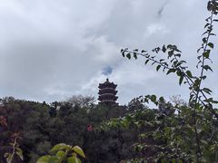 -深圳仙湖植物园