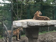 -上海野生动物园老虎餐厅