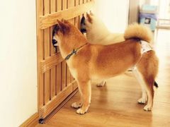 -柴犬小屋·柴餐厅·狗咖食堂(金鼎广场店)