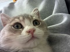 -欣宠猫屋·矮脚拿破仑·蓝金金渐层