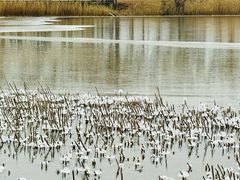 -野鸭湖国家湿地公园