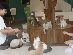 -飞行喵MR PILOT|猫舍·猫咖(静安大融城店)