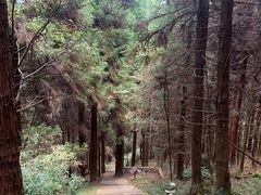 -武陵山森林公园