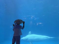 -海合安成都极地海洋公园
