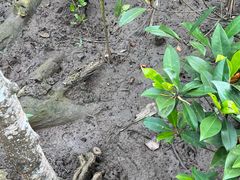 -东寨港红树林旅游区