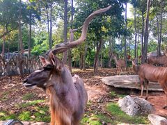 -清迈夜间动物园