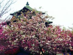 -西安青龙寺遗址景区