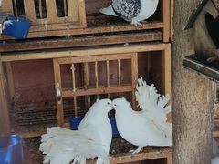 -西西里轰趴日租聚会别墅·团建拓展