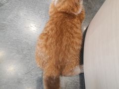 -瞄一喵猫咖(格力海岸店)