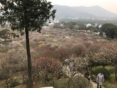 -香雪海