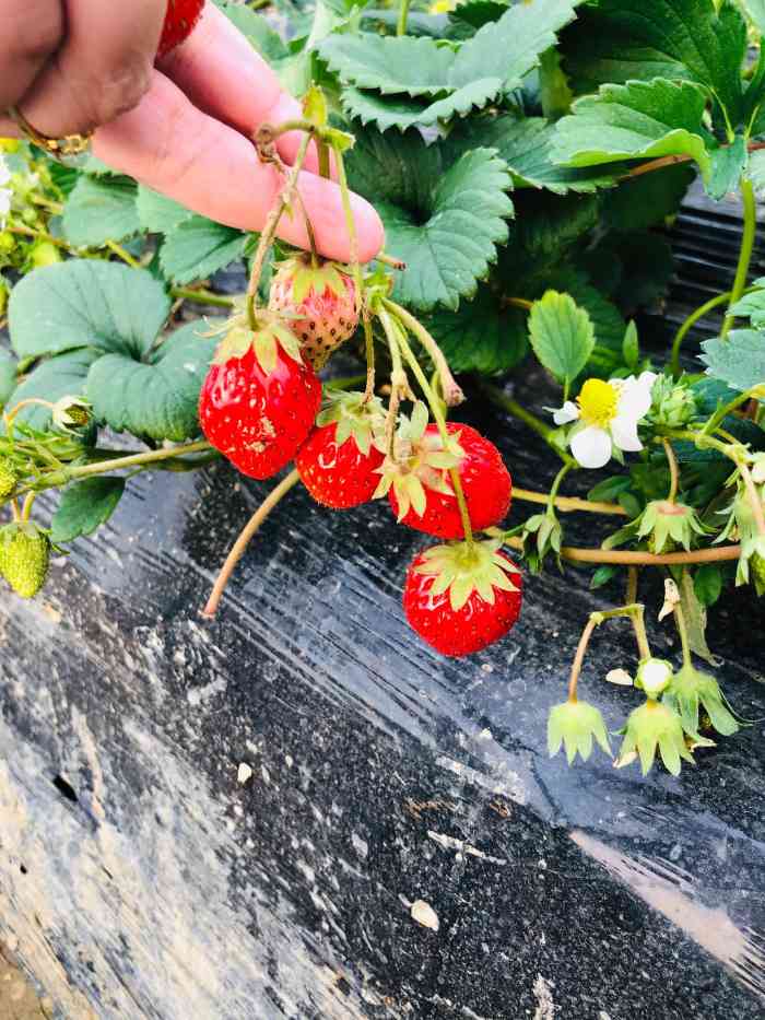 傅家边张记·草莓园-"[害羞][害羞][害羞]我终于也能实现吃.