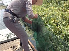-阳澄湖大闸蟹·琼灵阁牌品牌连锁(吴中总店)