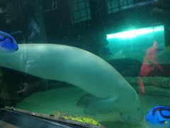 -悉尼海洋生物水族馆