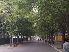 -三里屯东五街银杏大道
