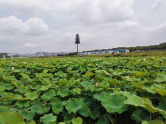 -光明小镇欢乐田园