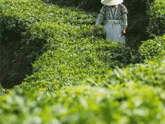 -喜茶(深圳东门1234店)