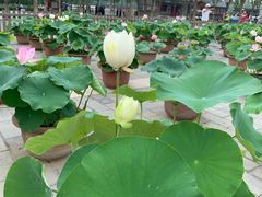 -莲花池公园