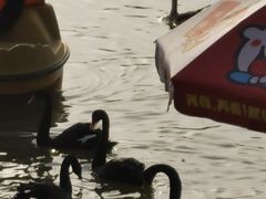 -艾溪湖湿地公园