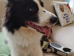 -瑞派申生动物医院·24H夜诊·国际动物医疗中心·骨外科(吴中路店)