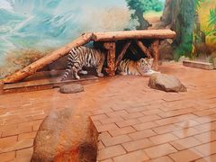 -上海野生动物园