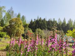 -东平国家森林公园