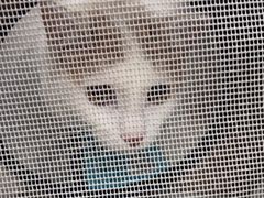 -艾贝尔宠物医院·宠保定点·超声绝育·免疫点(樱花路店)