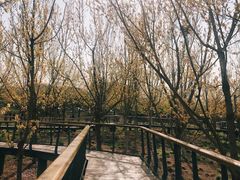 -东郊湿地公园