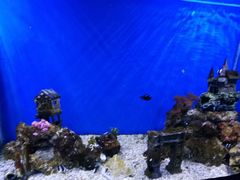 -芜湖新华联大白鲸海洋公园