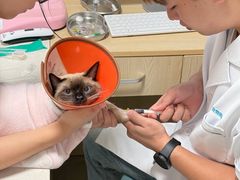 -乐派堂宠物医院·猫友好· 心脏科(东街店)