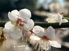 -鸡枕山