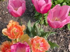 -上海植物园-4号门售票处