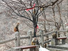 -崂山巨峰游览区