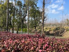 -上海长兴岛郊野公园